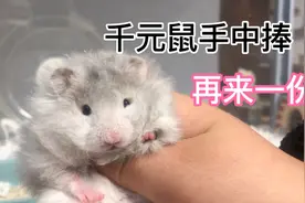 最贵的仓鼠金丝熊 必须安排好元宵节上元宵