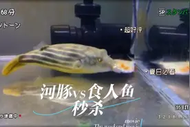 食人鱼跳到隔壁缸挑衅河豚，没想到直接被河豚秒杀了，你敢相信？视频封面