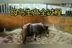母马生产全过程，双腿不停的颤抖，肚子起伏很快，很是不容易视频封面
