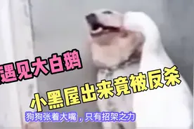 大白鹅被狗狗拖到小黑屋，出来之后画风都变了，究竟发生了什么？视频封面