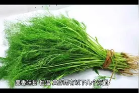 茴香的功效和作用视频封面