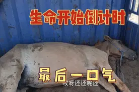 长途运输造成的一匹马站不起来了，紧急治疗