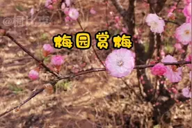 石家庄十里画廊赏梅 淡淡花香 美到极致 偶遇直播大叔 吝啬视频封面