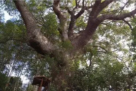 安徽大山里，一棵香樟活了800年，依然枝繁叶茂视频封面