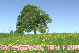 千古奇联！难倒无数高手！上联:千年老树为衣架；下联:？？高手请视频封面