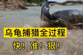 乌龟精准捕猎全过程，你以为乌龟速度只有慢，事实他的速度极快视频封面
