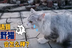 出去玩的家猫突然炸毛大叫，原来是遇到一只野猫，幸好有主人！视频封面