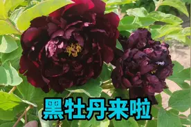 真正的黑牡丹来啦，个个都很黑！看看哪个才是你心目中的黑牡丹视频封面