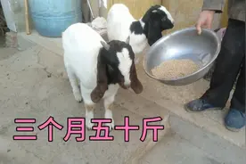 安徽宿州农村三个月小羊羔长到了50斤，吃飼料长的快！视频封面