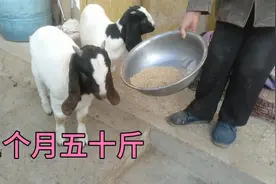 安徽宿州农村三个月小羊羔长到了50斤，吃飼料长的快！