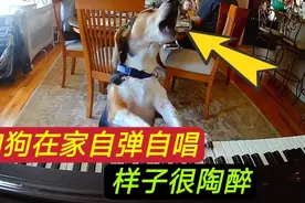 监控拍下搞笑的一幕，狗狗独自在家，它竟然还会自弹自唱视频封面