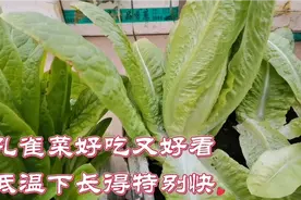 耐寒好吃又好看的孔雀菜，原来可以像韭菜一样割着吃，20天收一茬视频封面
