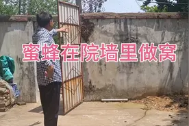 农村家里飞来两窝野蜜蜂做窝，公婆说这是好事，以后还有蜂蜜吃！