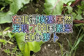 在非洲埃塞居然发现了中国蔬菜红心萝卜，决定向酒店管理要点种子视频封面