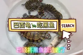 巴西龟🐢吃黑鱼