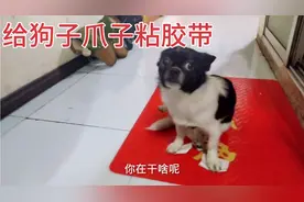 据说给猫咪爪子粘上胶带就会“起飞”，给我家狗子试一下，太搞笑视频封面
