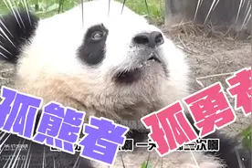熊猫：一首《孤勇者》送给蚩尤视频封面