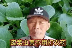 疏菜上发生了虫害，不用打农药，喷上它虫子不见了，安全又环保。