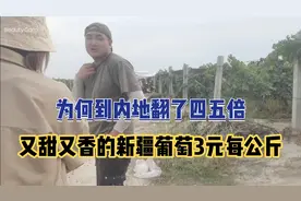 新疆各种葡萄3元每公斤，为何到了内地却翻了好几倍，钱谁赚去了视频封面