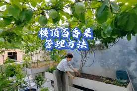 楼顶种一棵黄金百香果，不到一年结果近100个，管理容易视频封面