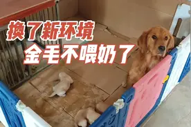 给狗狗换了新环境，金毛以为被遗弃，寸步不离跟着主人视频封面