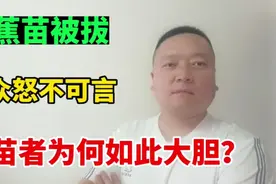香蕉苗被拔，群众怒不可言，拔苗者为何如此大胆视频封面