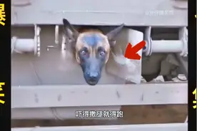 搞笑配音短片，二哈你真是哪都能藏呀视频封面