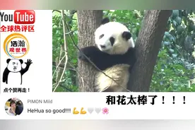 大熊猫和花爬树萌出新高度走红国外，老外：和花非常自豪太聪明了视频封面