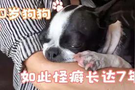 狗狗的奇葩怪癖，只吃主人嘴里吐出来的食物还把主人的胳膊当奶吸视频封面