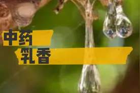 中药乳香别名乳头香、滴乳香、熏陆香、塌香、马思答吉、天泽香视频封面