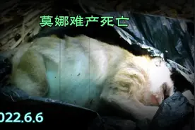 高龄母猴莫娜，前天树上分娩时胎儿卡住，它从树上掉下来摔死了视频封面