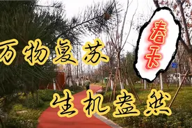 春天、是美好一年的开始。万物复苏、生机盎然。视频封面