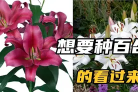 关于百合的种植养护经验，你想要的，我这里都有视频封面