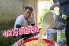 40斤黄豆泡发一晚，煮上6个小时，发酵4天，制作出又香又臭的豆豉