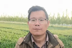 有一种药在小麦拔节抽穗期不要打，否则会减产，大家了解下视频封面