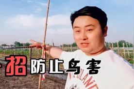 在农村驱鸟啊神器，我们种植的玉米鸟害不断，这一招即可防止：视频封面