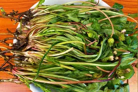 蒲公英根的炒制做法，多年经验分享给你，清香甘甜，满满春天息视频封面