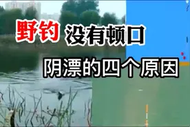 野钓浮漂没有顿口，阴漂的四个原因视频封面