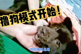 小狗被撸了它是在享受被撸的快乐还是在极力反抗看完视频就知道了视频封面