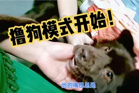 小狗被撸了它是在享受被撸的快乐还是在极力反抗看完视频就知道了视频封面