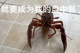 螃蟹喝了我82年的白醋和白酒晕倒了视频封面