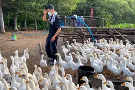 山上小动物胆太大了，偷小鹅吃，有人看着也没用真上火视频封面