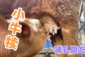 一个月的乳牛吃奶太可爱了，牛妈妈母爱尽显，真是伟大的母亲视频封面
