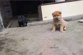 两只小狗在一起玩耍，小黑狗最为活跃兴奋度最高