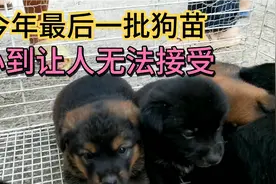 今年最后一批狗苗，4窝小狗一个样，小到无法接受，这能养活吗视频封面
