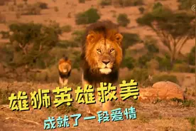 雄狮见母狮受难，挺身相救，成就了一段绝美佳话。视频封面