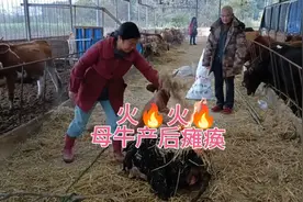 火🔥疗法，治母牛产后瘫痪，舒经活血！视频封面