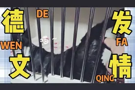 [发情]正开脸德文母猫发情了原声视频封面