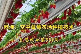 智慧农业351期：欧洲空中草莓农场种植技术！感受科技农场的技术视频封面