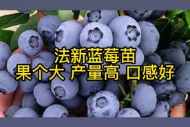 法新蓝莓苗，品种特点分享介绍视频封面